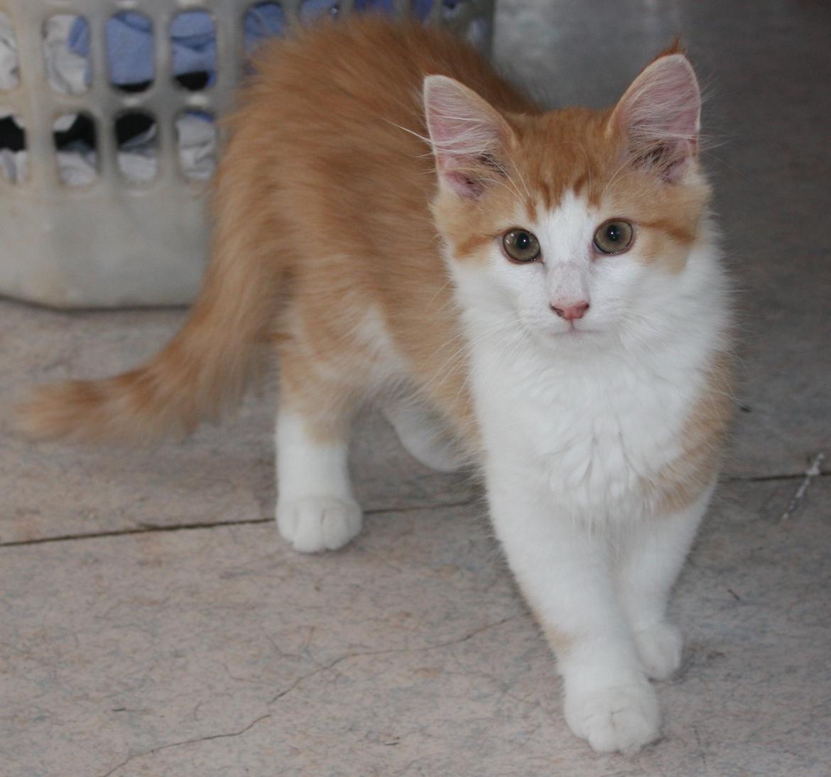 Norsk Skovkat Høgerstedets Svend billede 5