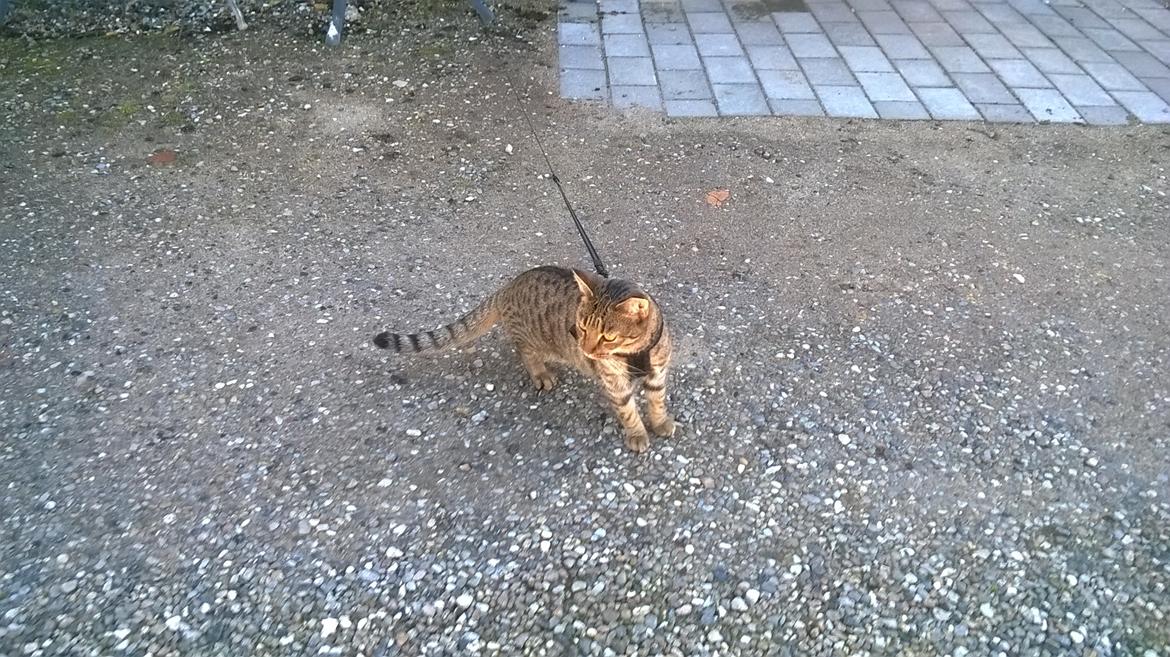 Huskat Nala - 1 maj-16. Nala nyder når hun kommer i sele og snor , og kan stå udenfor lidt.  billede 48