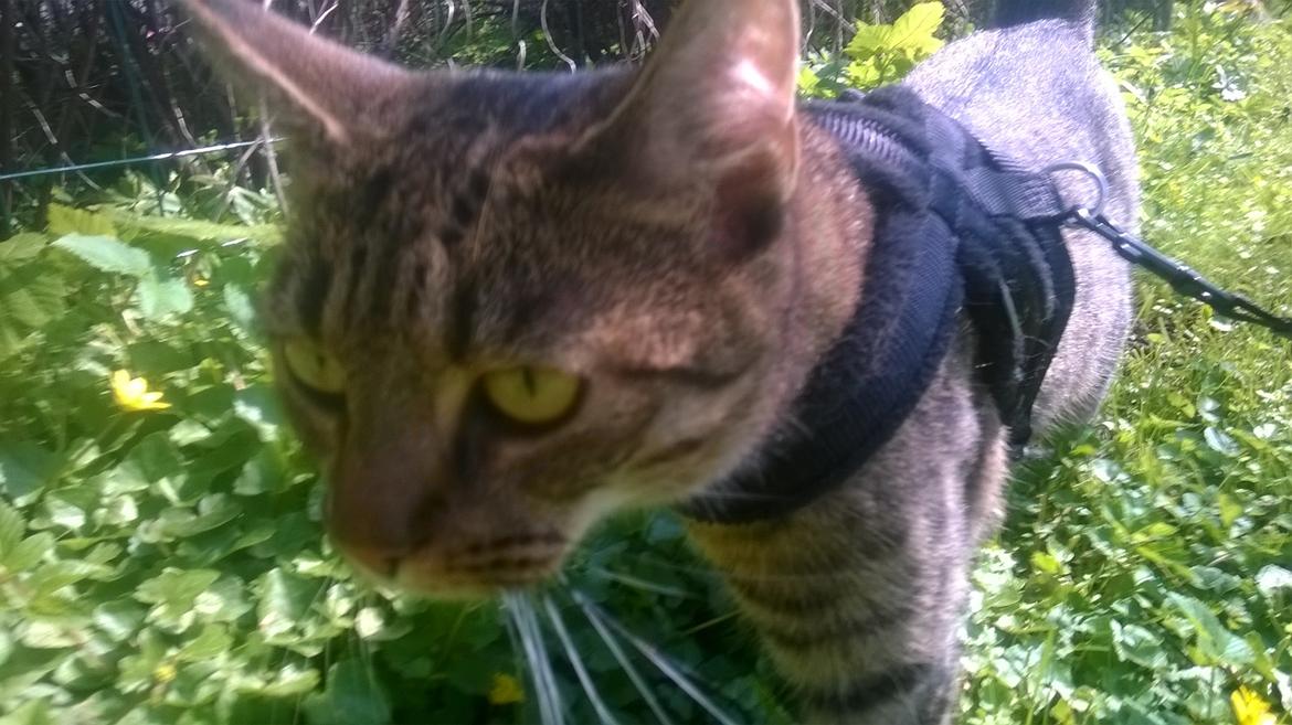 Huskat Nala - 2 maj -16. Nala ude i det gode vejr billede 1