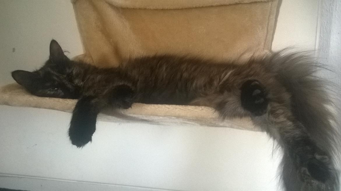 Maine Coon Kirby - 2/5-16 se hvor stor jeg er blevet. Jeg er kun 9 mdr gammel 😊  billede 1