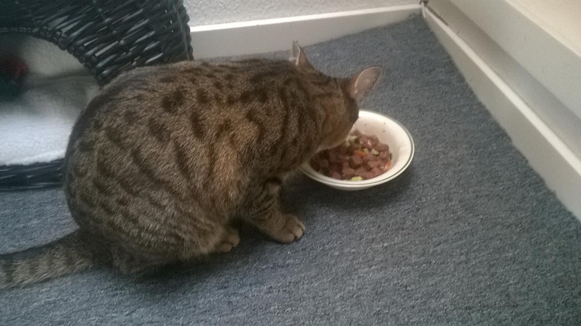 Huskat Nala - Menuen står på ynglings mad. Vildt, med agurk og kogte gulerødder. 😍  billede 49