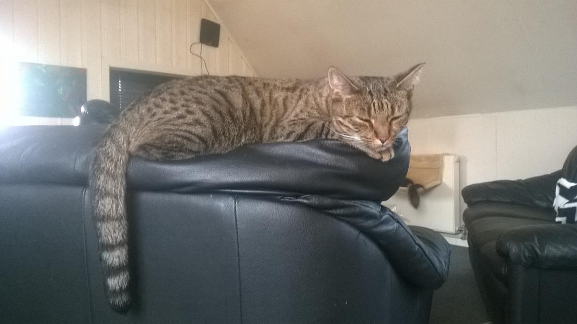 Huskat Nala - 2/5-16. Nala hviler glad og tilfreds ud efter vores hyggelige gåtur billede 50