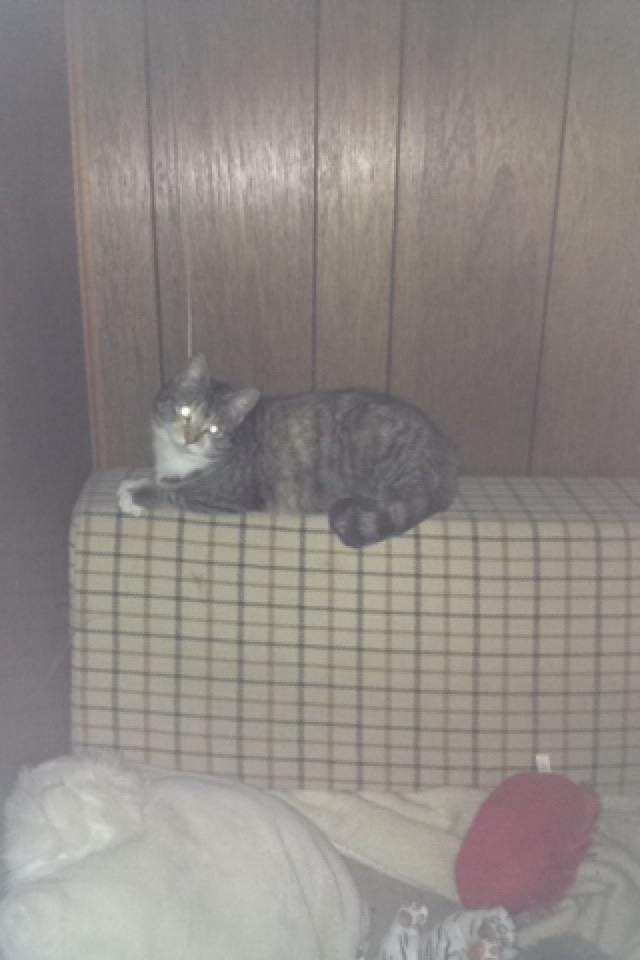 Huskat pus (mit et og alt) <3 - Ligger inde i min alkove  billede 46