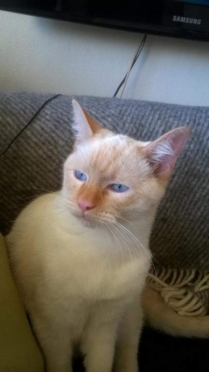 Blanding af racer Gustav  billede 7