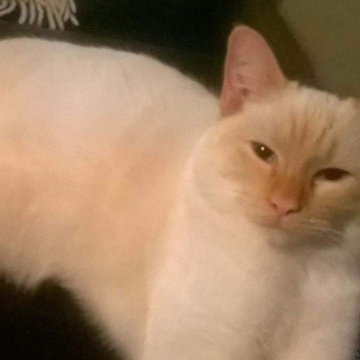 Blanding af racer Gustav  billede 8