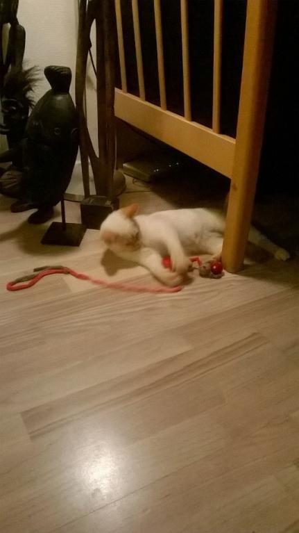 Blanding af racer Gustav  billede 12