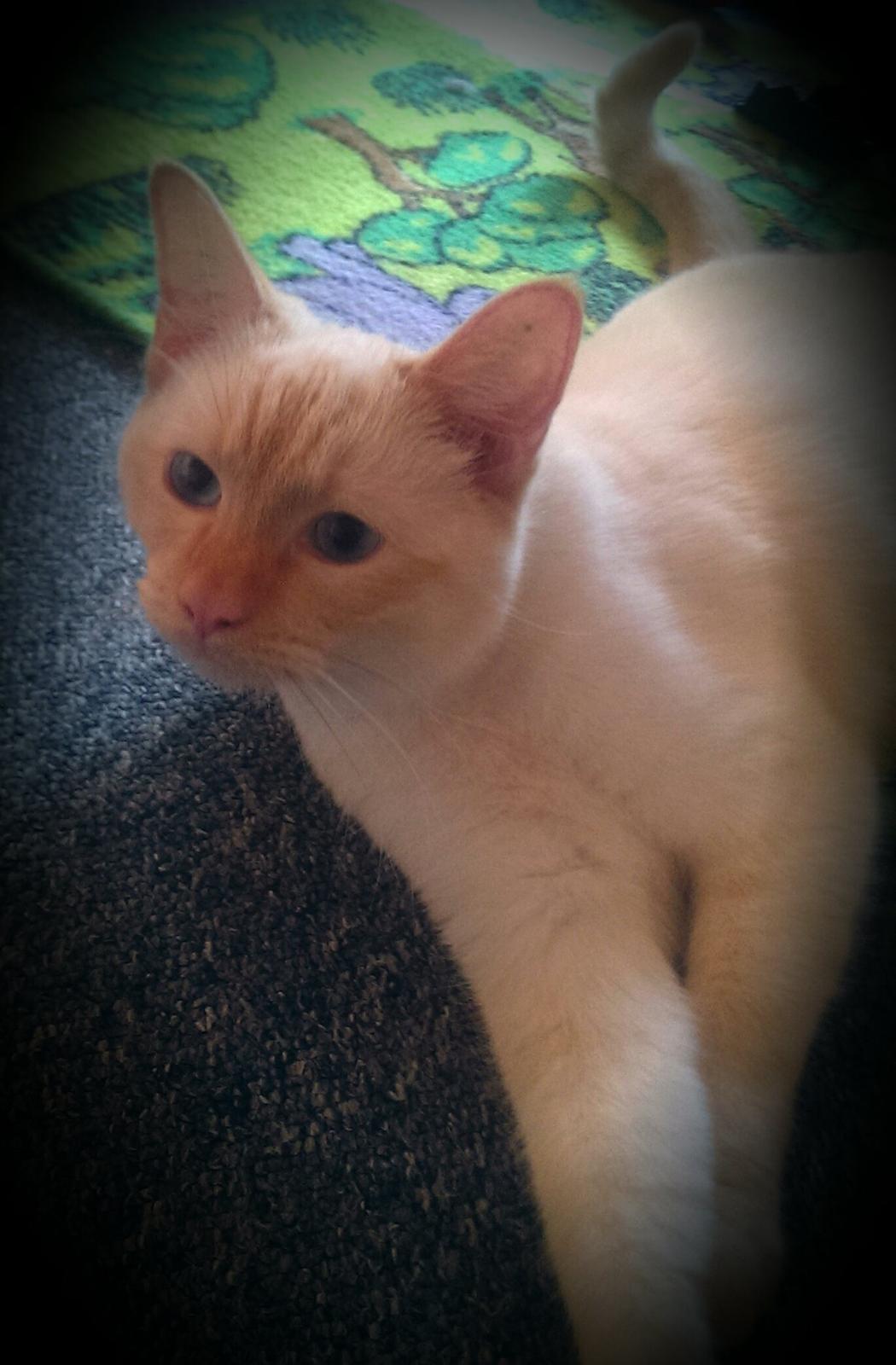 Blanding af racer Gustav  billede 6