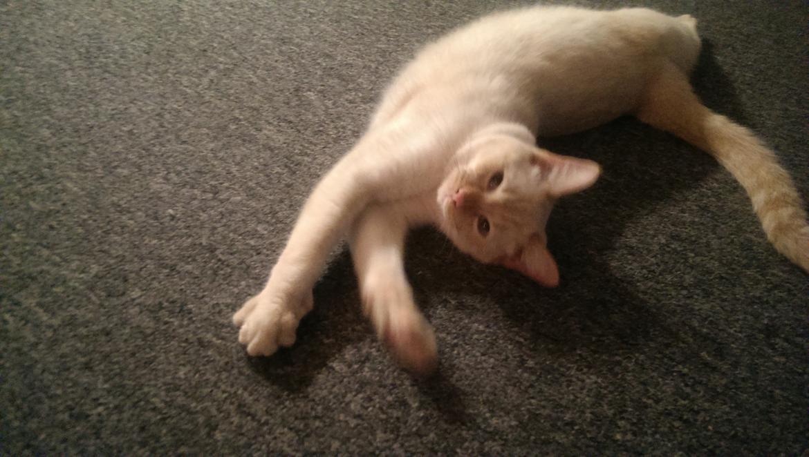 Blanding af racer Gustav  billede 10