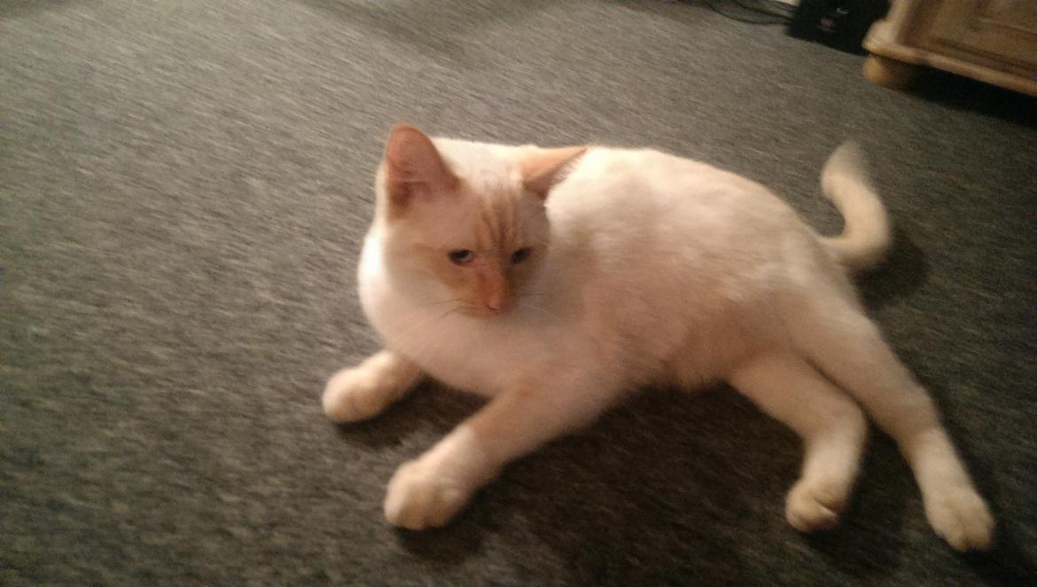 Blanding af racer Gustav  billede 9