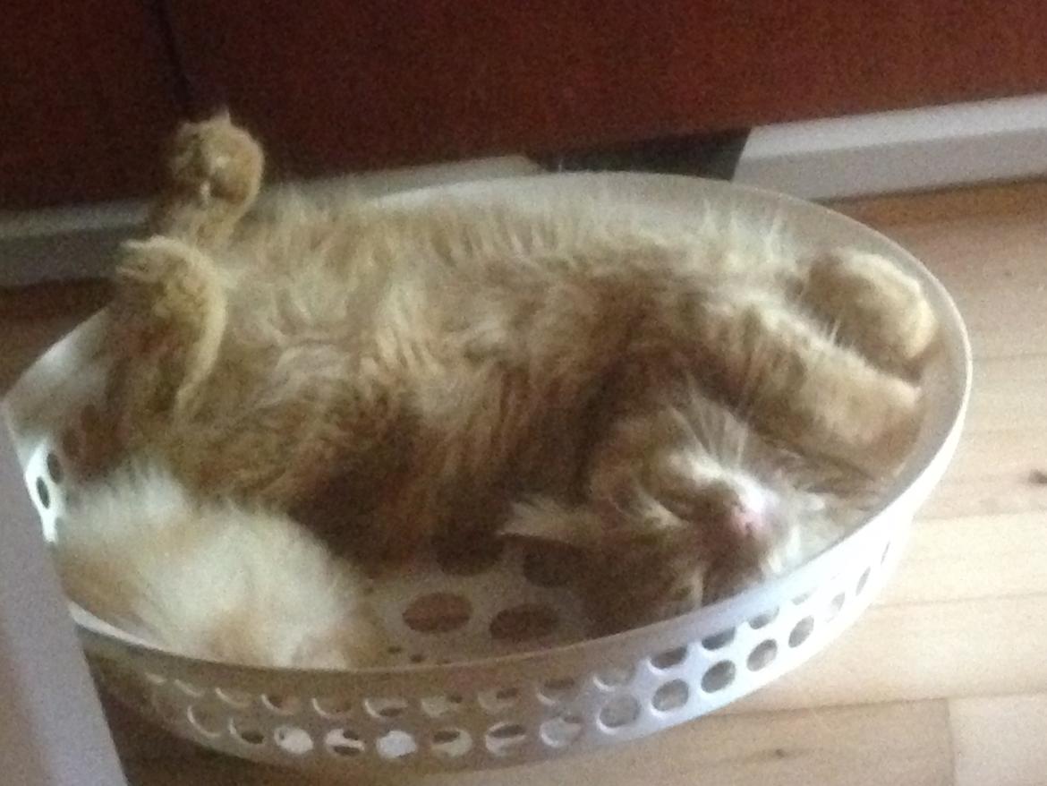 Blanding af racer Albus billede 12