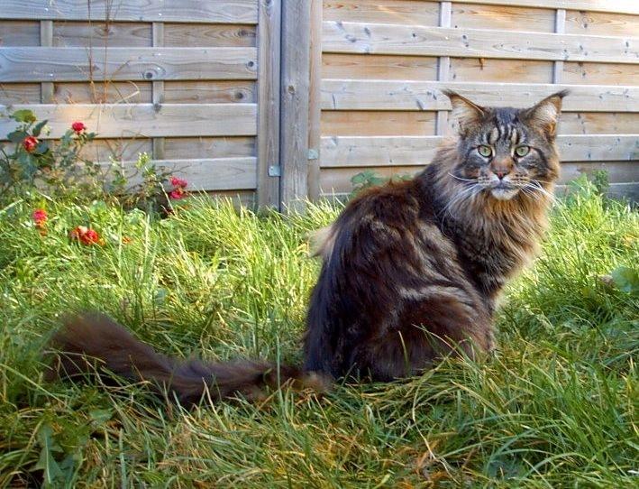 Maine Coon SP Olmocabes Jako  billede 24