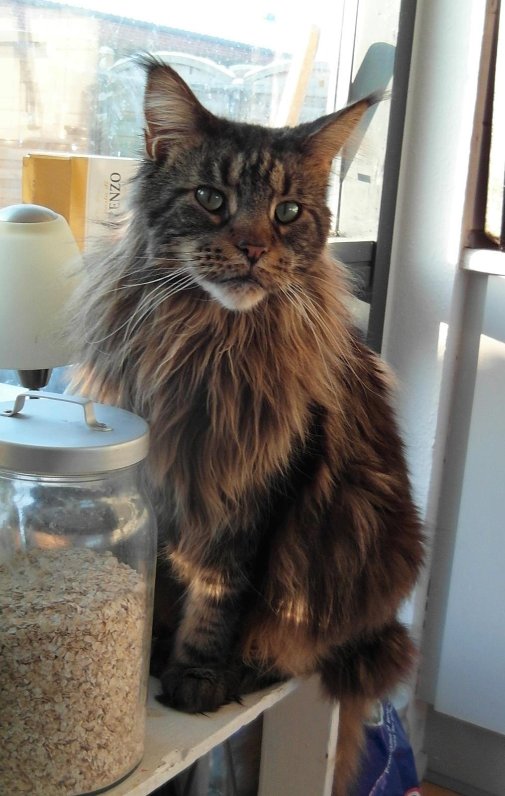 Maine Coon SP Olmocabes Jako  billede 19