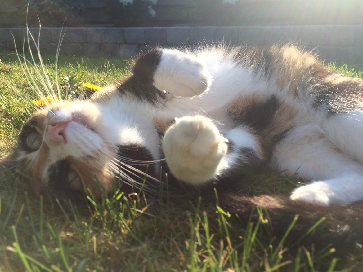 Blanding af racer Emma billede 3