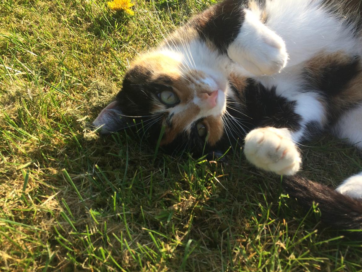 Blanding af racer Emma billede 5