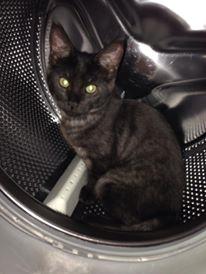 Blanding af racer Sofus billede 2