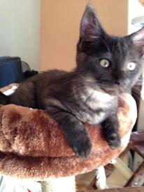 Blanding af racer Sofus billede 3