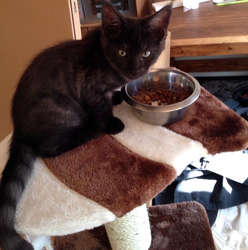 Blanding af racer Sofus billede 1