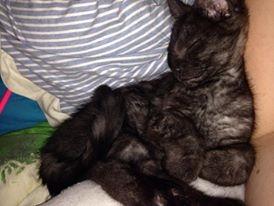 Blanding af racer Sofus billede 5