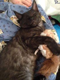 Blanding af racer Sofus billede 6