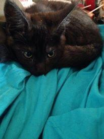 Blanding af racer Sofus billede 7