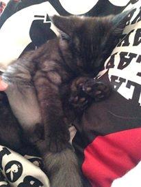 Blanding af racer Sofus billede 8