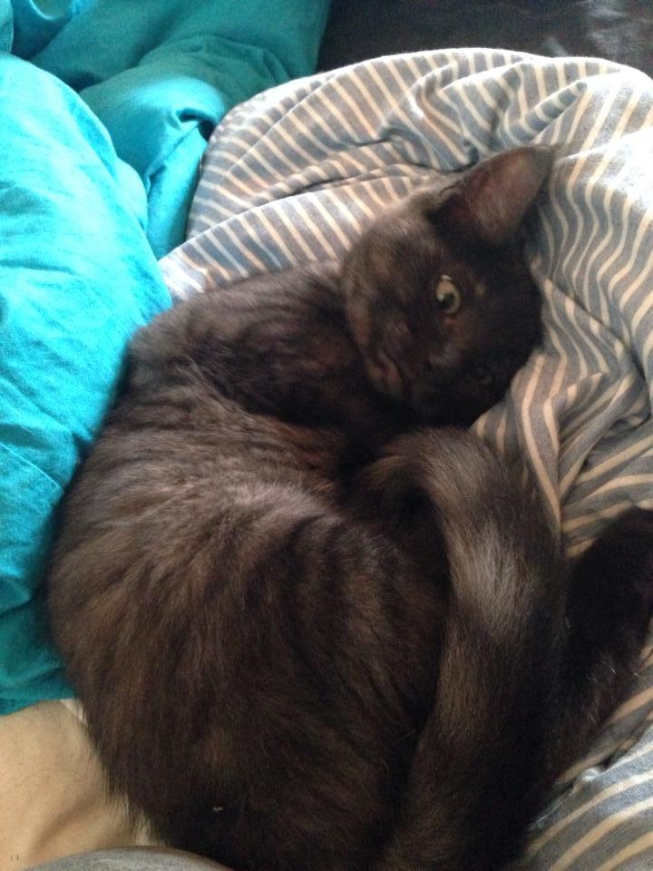 Blanding af racer Sofus billede 9