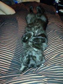 Blanding af racer Sofus billede 10