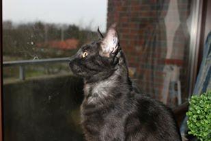 Blanding af racer Sofus billede 11