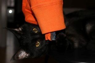 Blanding af racer Sofus billede 12