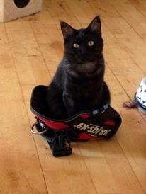 Blanding af racer Sofus billede 13