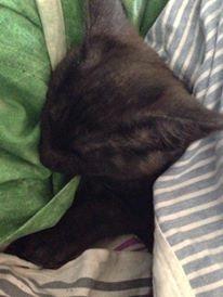 Blanding af racer Sofus billede 4