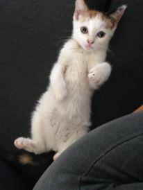 Huskat Mille billede 3