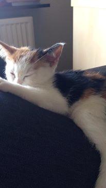 Huskat Mille billede 4