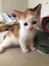 Huskat Mille billede 2