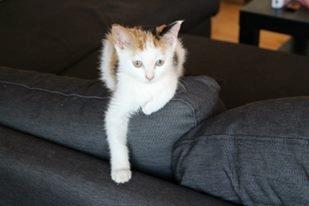 Huskat Mille billede 5