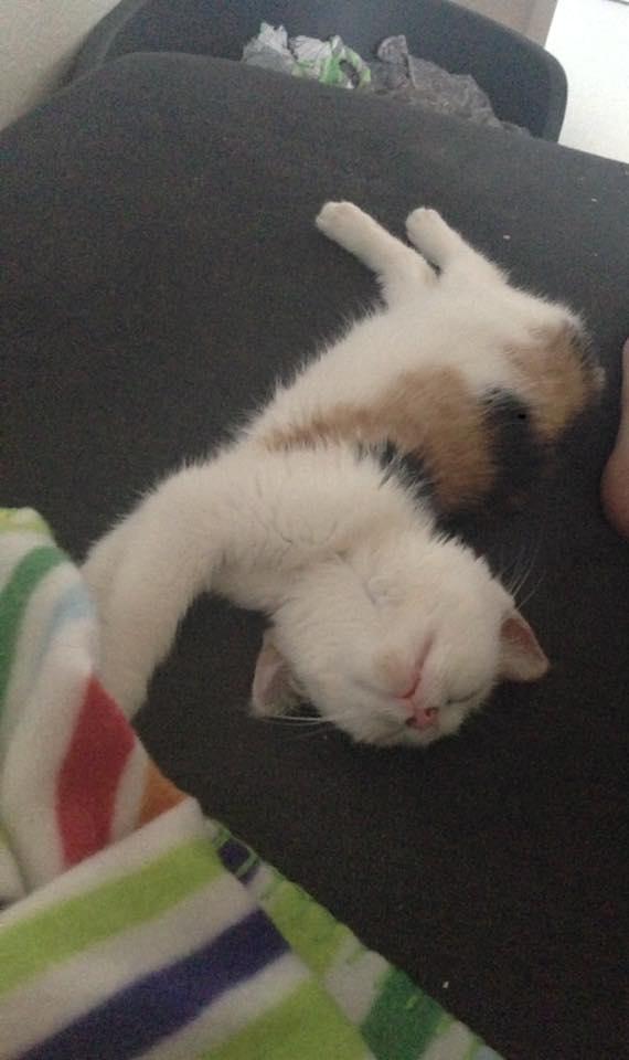 Huskat Mille billede 1