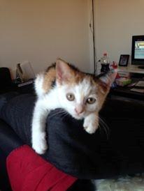 Huskat Mille billede 6