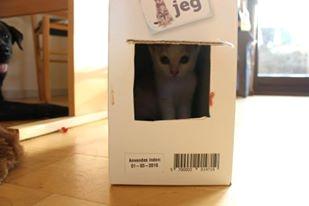 Huskat Mille billede 7