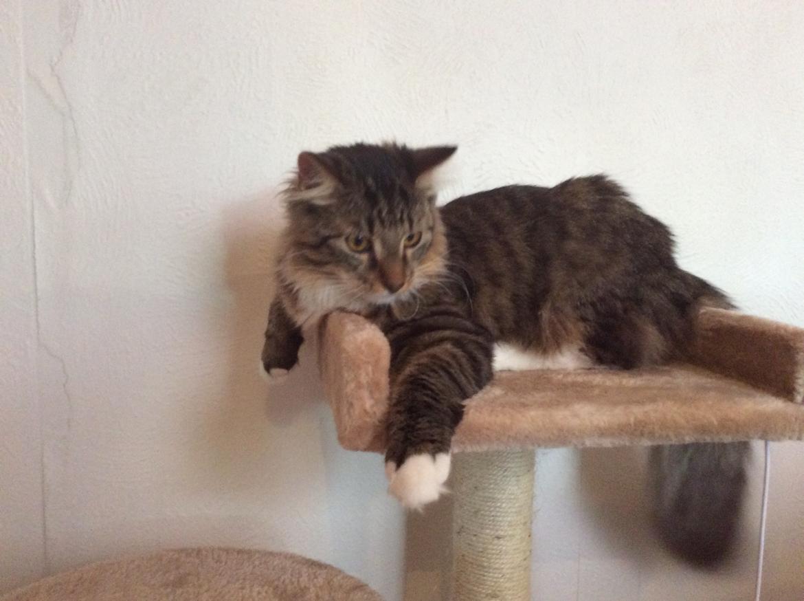 Blanding af racer Herman billede 2