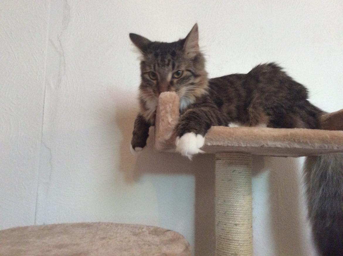 Blanding af racer Herman billede 3