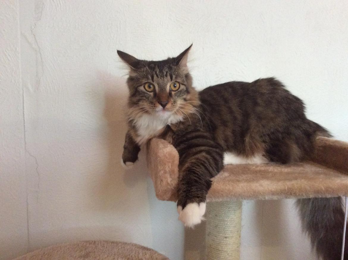 Blanding af racer Herman billede 1