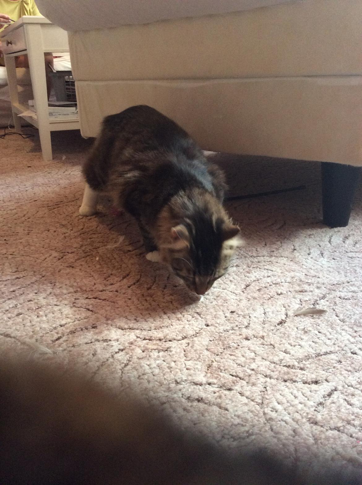 Blanding af racer Herman billede 4