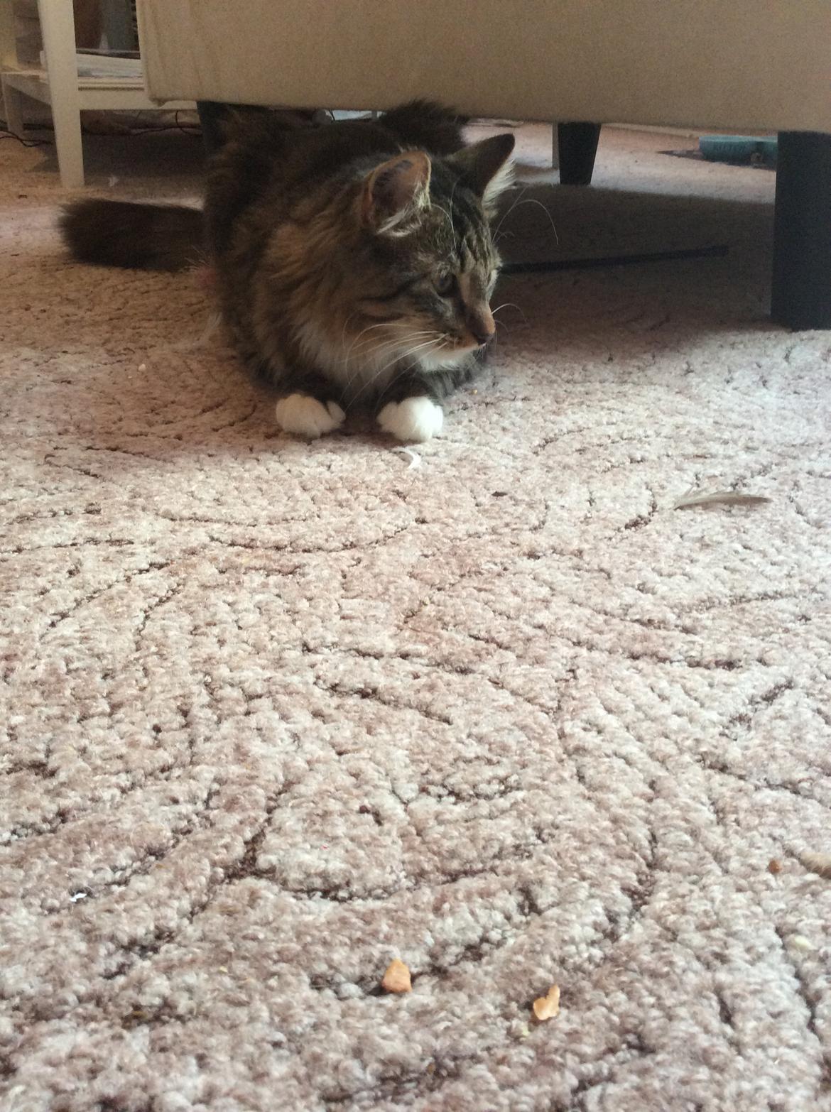 Blanding af racer Herman billede 5