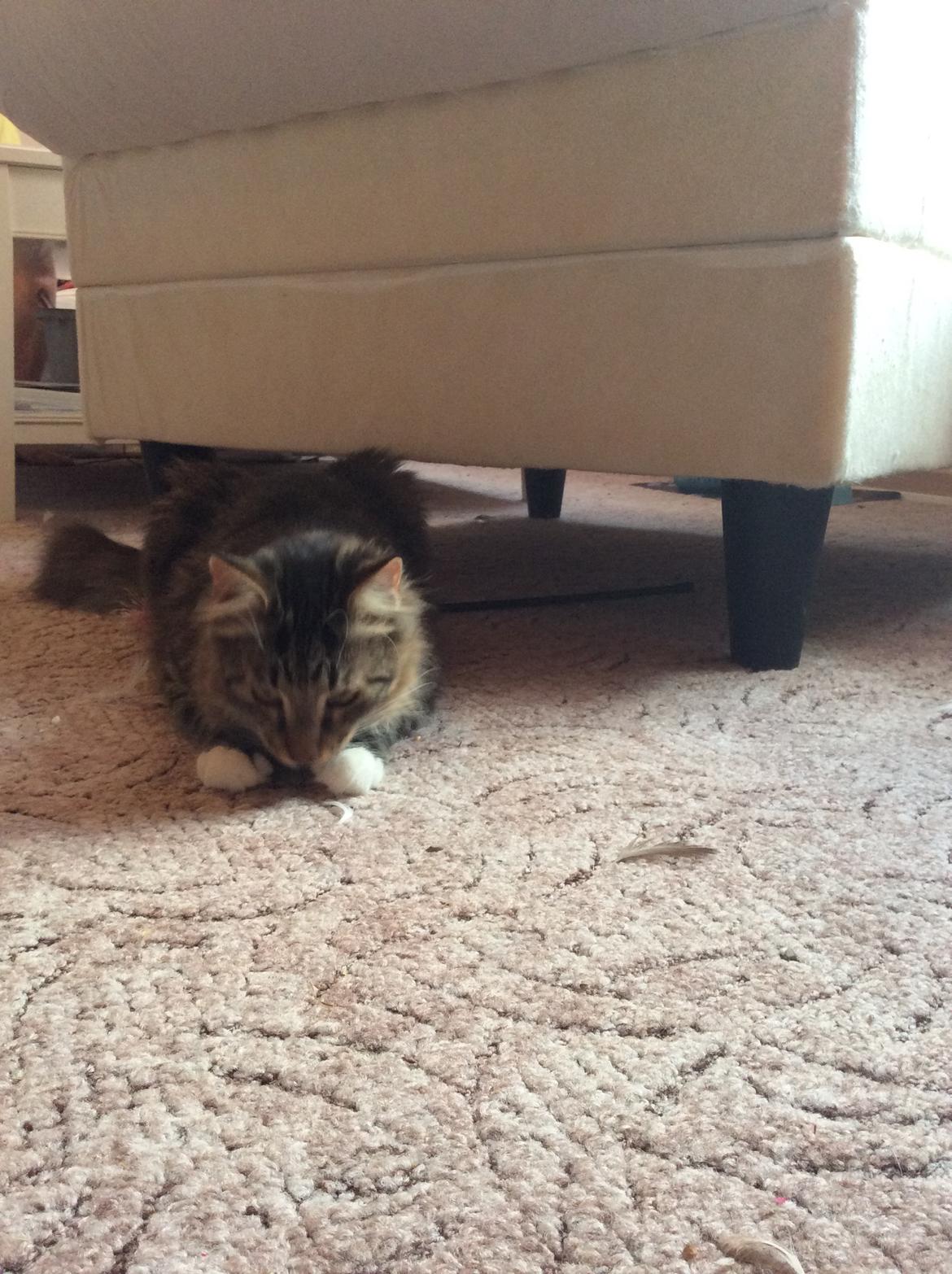 Blanding af racer Herman billede 6