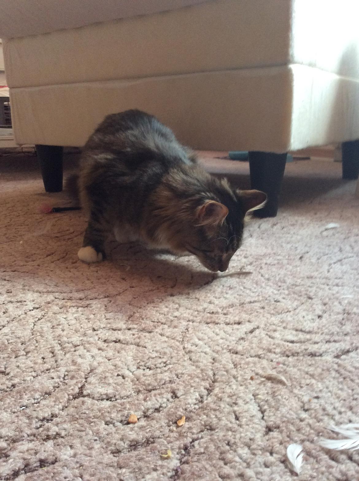 Blanding af racer Herman billede 7