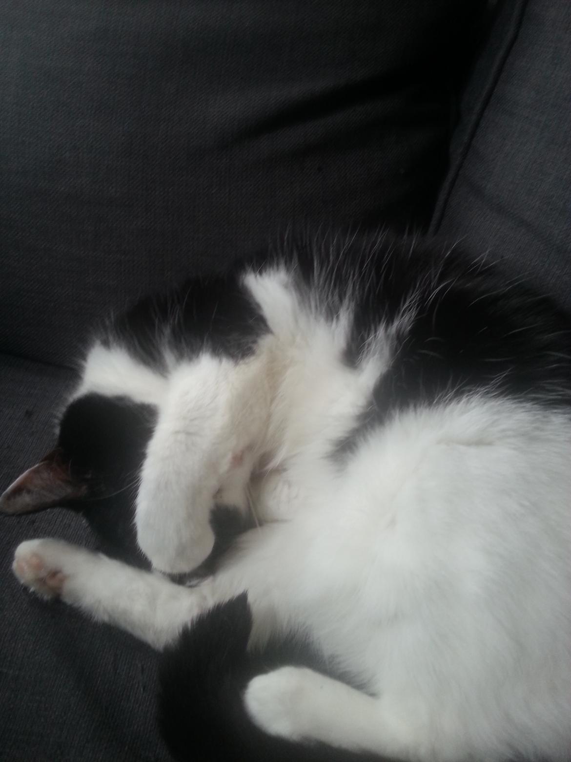 Huskat Maja  billede 7