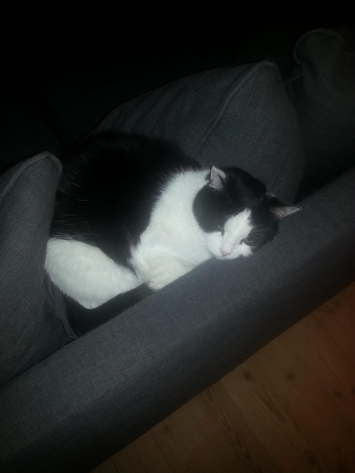 Huskat Maja  billede 8