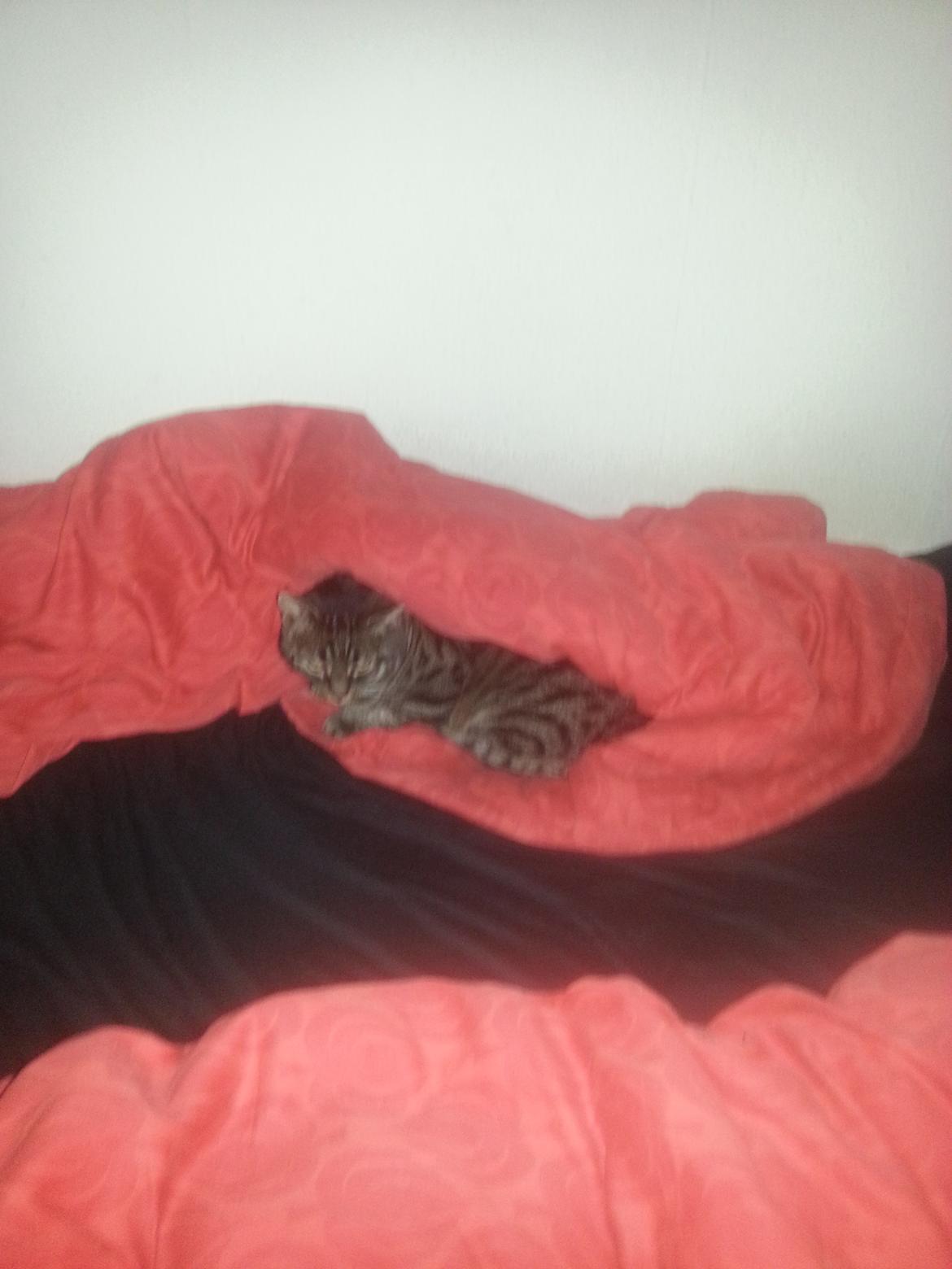 Huskat Thor  billede 7