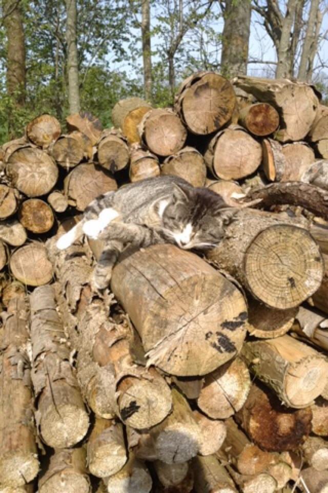 Huskat Speedy - ligger og sover på brandestablen  billede 13