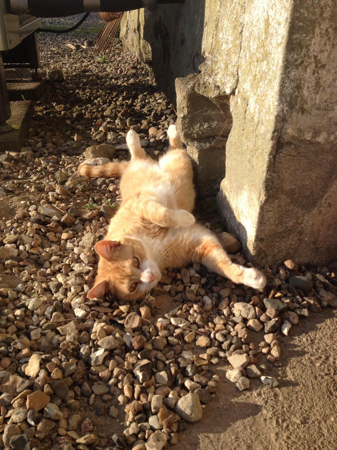 Huskat Garfield - nyder solen  billede 10